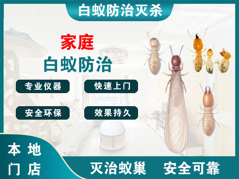 金坛区家庭白蚁防治